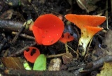 Sarcoscypha occidentalis image