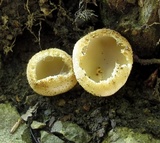 Tarzetta cupularis image