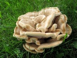 Bondarzewia berkeleyi image