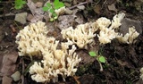 Tremellodendron schweinitzii image