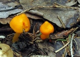 Humidicutis marginata image