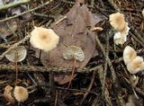 Mycetinis scorodonius image
