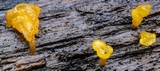 Dacryopinax spathularia image