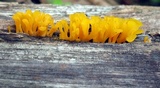 Dacryopinax spathularia image