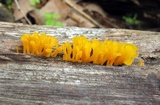 Dacryopinax spathularia image