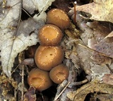 Galiella rufa image