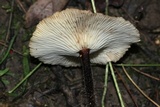 Gymnopus dichrous image