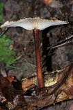 Gymnopus dichrous image
