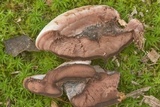 Nigroporus vinosus image