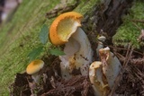 Neolentinus lepideus image