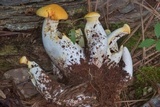 Neolentinus lepideus image