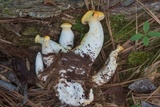 Neolentinus lepideus image
