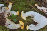 Neolentinus lepideus image
