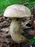 Retiboletus griseus image