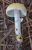 Amanita chrysoleuca image