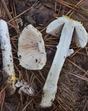 Amanita chrysoleuca image