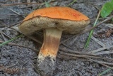 Gyroporus ballouii image