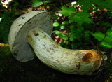 Retiboletus griseus image