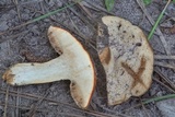 Gyroporus ballouii image