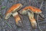 Tylopilus balloui image