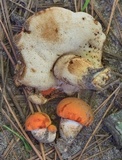 Gyroporus ballouii image