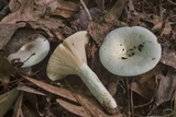 Lactarius piperatus image
