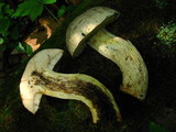 Retiboletus griseus image