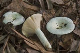 Lactarius piperatus image