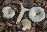 Lactarius piperatus image