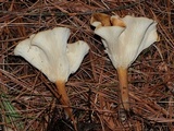 Clitocybe squamulosa image