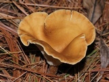 Clitocybe squamulosa image