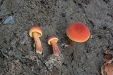 Boletus subfraternus image