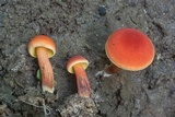 Boletus subfraternus image