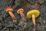 Boletus subfraternus image