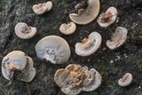 Trametes lactinea image