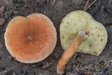 Gyroporus castaneus image