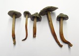 Phaeocollybia fallax image