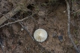 Lactarius xanthydrorheus image