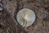 Lactarius xanthydrorheus image