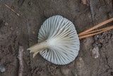 Lactarius xanthydrorheus image