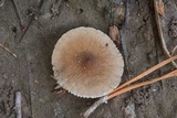 Lactarius xanthydrorheus image