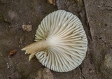 Lactarius xanthydrorheus image