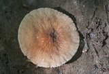 Lactarius xanthydrorheus image