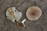 Lactarius xanthydrorheus image