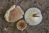 Lactarius xanthydrorheus image
