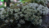 Arcyria cinerea image