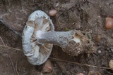 Amanita onusta image