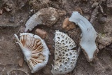 Amanita onusta image