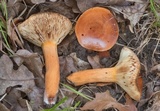 Lactarius volemus image