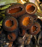 Galiella rufa image